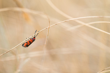 Bloodword burnet (Zygaena laeta) on a dry haulm