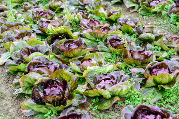 Obraz premium Salatfeld