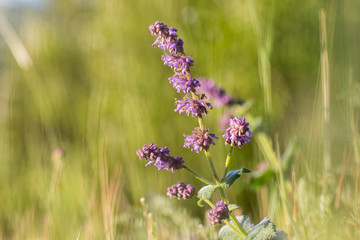 lilac sage (Salvia verticillata) on sunny grassy steppes