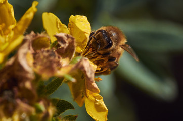 Yellow Honey Bee Collecting Pollen