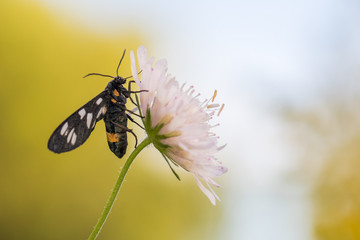 Nine-spotted moth (yellow belted burnet, Amata phegea) resting on a flower