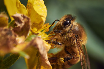 Yellow Honey Bee Collecting Pollen