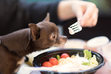 Cute brown chihuahua dog going to eat in restaurant.
