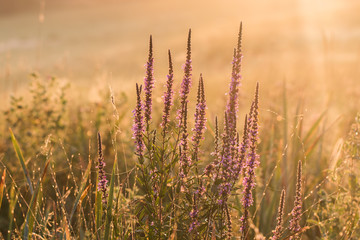 Purple loosestrife (Lythrum salicaria) at sunrise