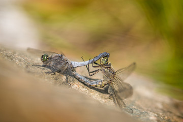 Scarce Chaser (Libellula fulva) copulating on a rock