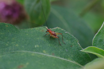 Close-up cricket on green leaf, Small red cricket, Red cricket macro