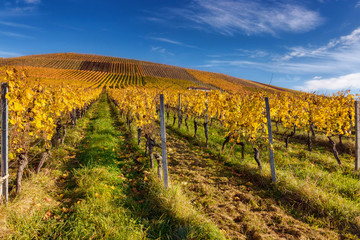 Obraz premium Colourful vineyards in autumn