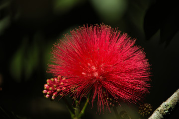Beauty in bloom: Red Powder puff plant (Calliandra dysantha). Brazilian savanna flower.