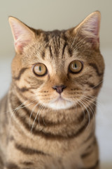 Portrait of a British Shorthair cat