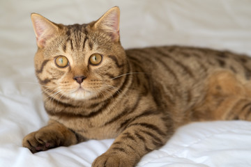 Obraz na płótnie Canvas Cat lying on bed