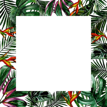 Tropical Hawaii leaves frame in a watercolor style. Aquarelle wild flower for background, texture, wrapper pattern, frame or border.