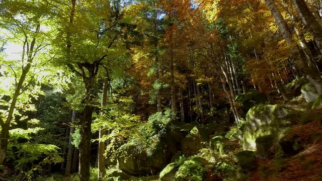 Video 4k - bosco in autunno - Valmasino (Italy)