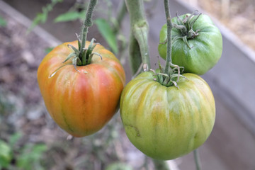 culture de la tomate