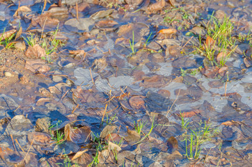 the texture of the ice sheets in a frozen puddle