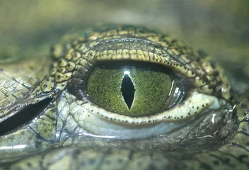 Papier Peint photo Lavable Crocodile crocodile eye