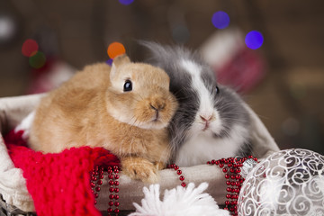 Fototapeta premium Animal, Rabbit, bunny on Christmas background