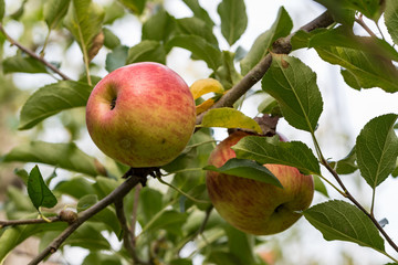 樹上の林檎の実