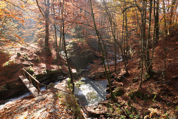 Magnificent view of the waterfall in the Autumn Beech Forest in Europe