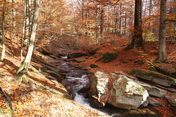 Magnificent view of the waterfall in the Autumn Beech Forest in Europe