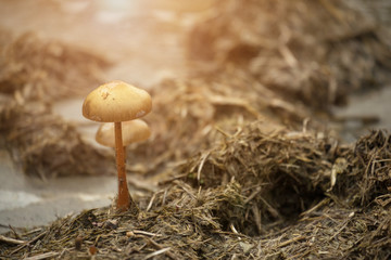 Mushrooms on elephant stools in road of moutain. subject is blurred.