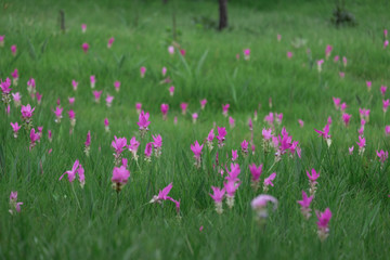 Beautiful of pink flower field of Siam tulip. subject is blurred.