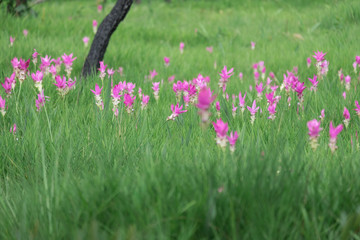 Beautiful of pink flower field of Siam tulip. subject is blurred.