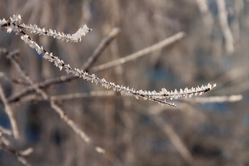 branch on a cold spring morning