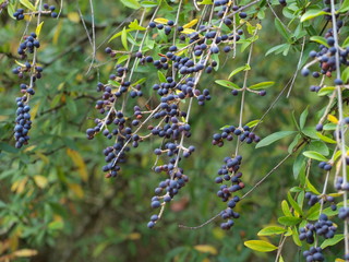 Wild Berry  Bush With Bumper Crop