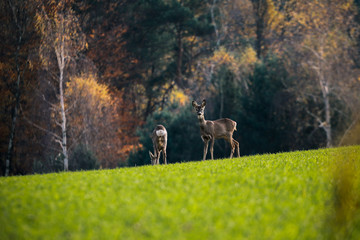 Sarny © marcinbawiec