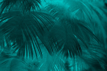 Fototapety  Beautiful dark green turquoise vintage color trends feather texture background