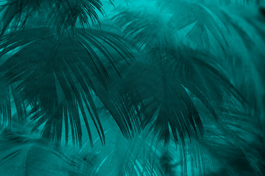 Beautiful dark green turquoise vintage color trends feather texture background © nadtytok28