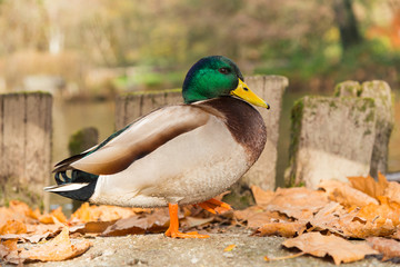 drake, autumn 