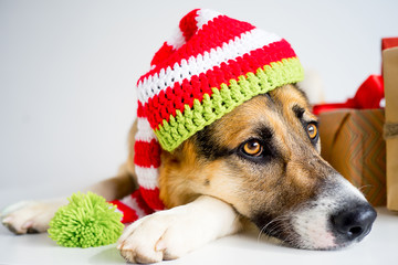 Christmas with a dog