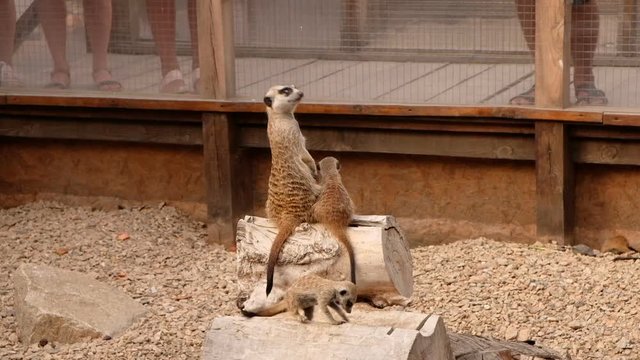 Meerkats (surikats) wild animals in the zoo