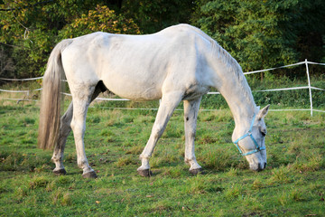 Pferd, Pferde auf Koppel 