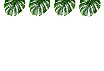 Obraz premium Tropical jungle Monstera leaves isolated