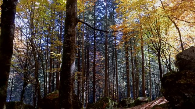 Video 4k - bosco in autunno - Valmasino (Italy)