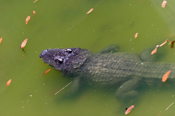 Crocodile in water