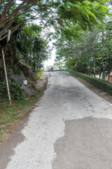 Fototapeta premium Grown trees on both side of the road. Stop cutting trees and benefit the environment and nature.