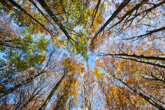 I colori dell'autunno