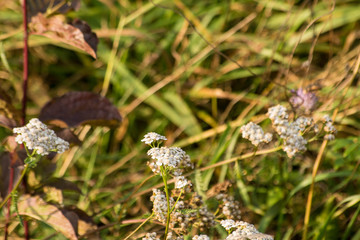 Wildflowers growing on a meadow in autumn