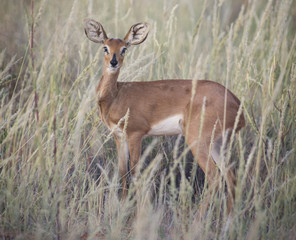Lone Steenbok standing in long grass in the Kalahari