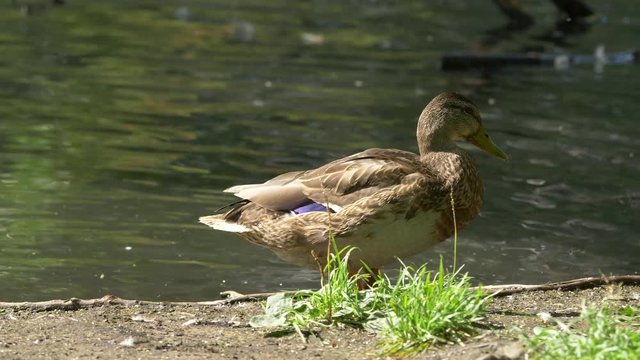 Wild duck swimming on a mountain lake. Duck on the pond. Wild duck with drops of water