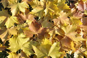 background with yellow autumn maple leaves autumn in the park