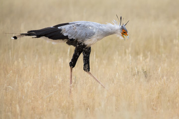 Secretary bird strolls though grass in Kalahari looking for prey