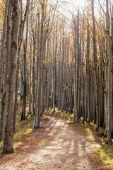 Sentiero nel bosco con i colori autunnali