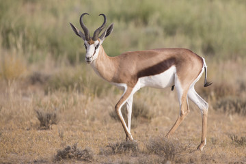 Lone springbok jogging to its herd late in the afternoon on a Kalahari plain - obrazy, fototapety, plakaty
