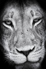 Black and white close-up of a lion face portrait