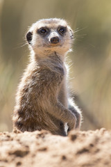 Suricate peeks from the safety of its den in sandy soil of the Kalahari