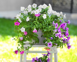 Beautiful pot plants on colorful stand outdoors